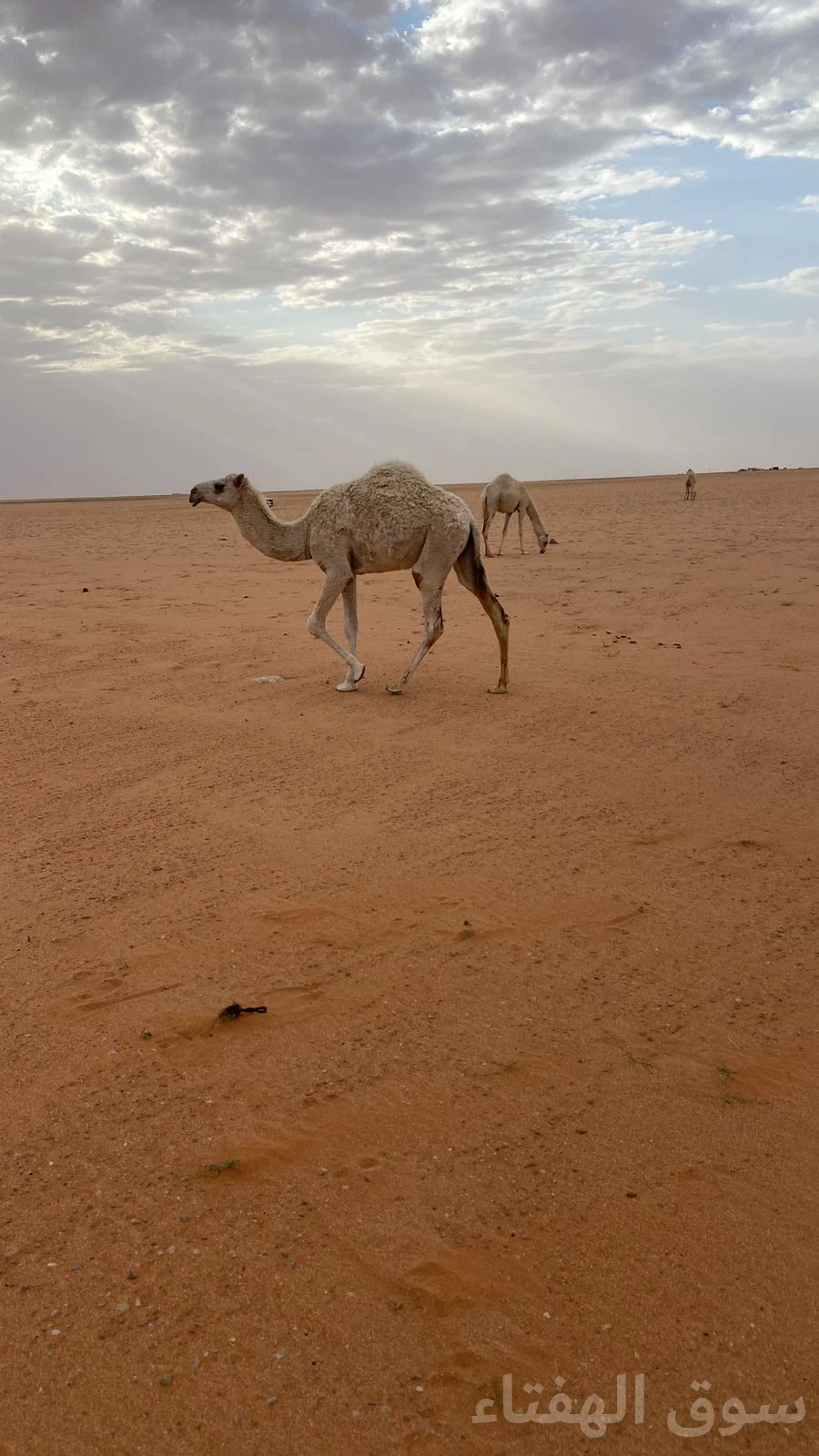 للبيع ابل مغاتير