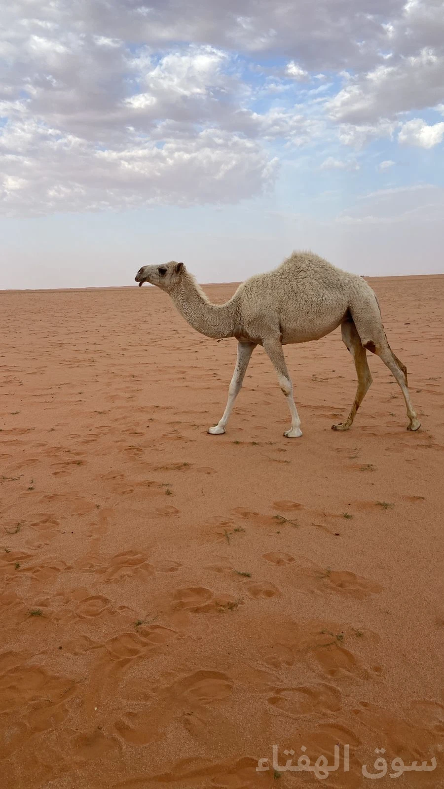 للبيع ابل مغاتير