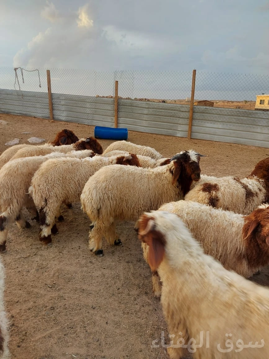 للبيع بهم طيب