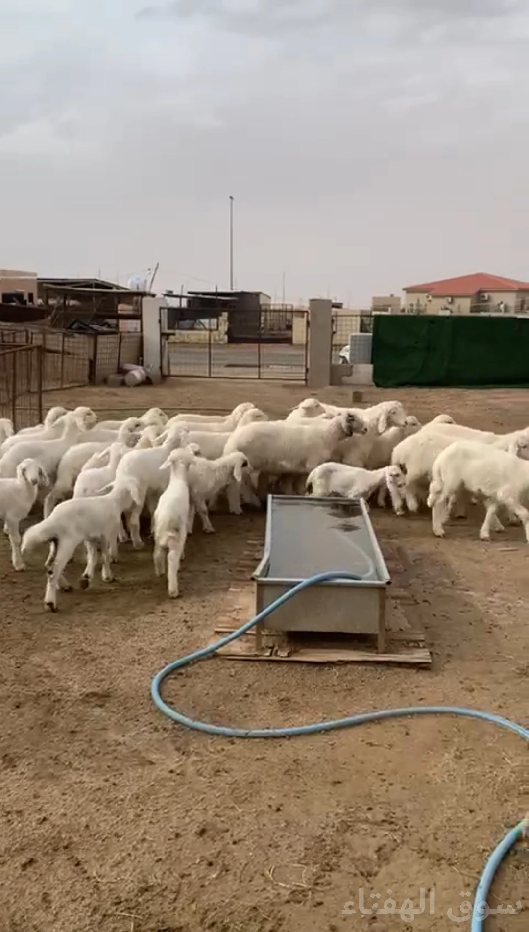 للبيع غنم مراح حريات