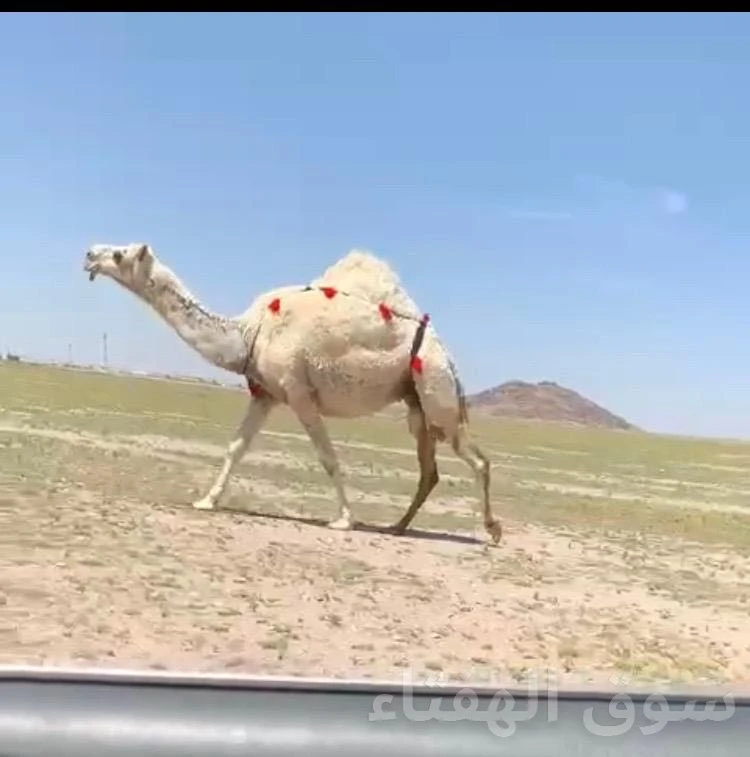 للبيع الوضحا