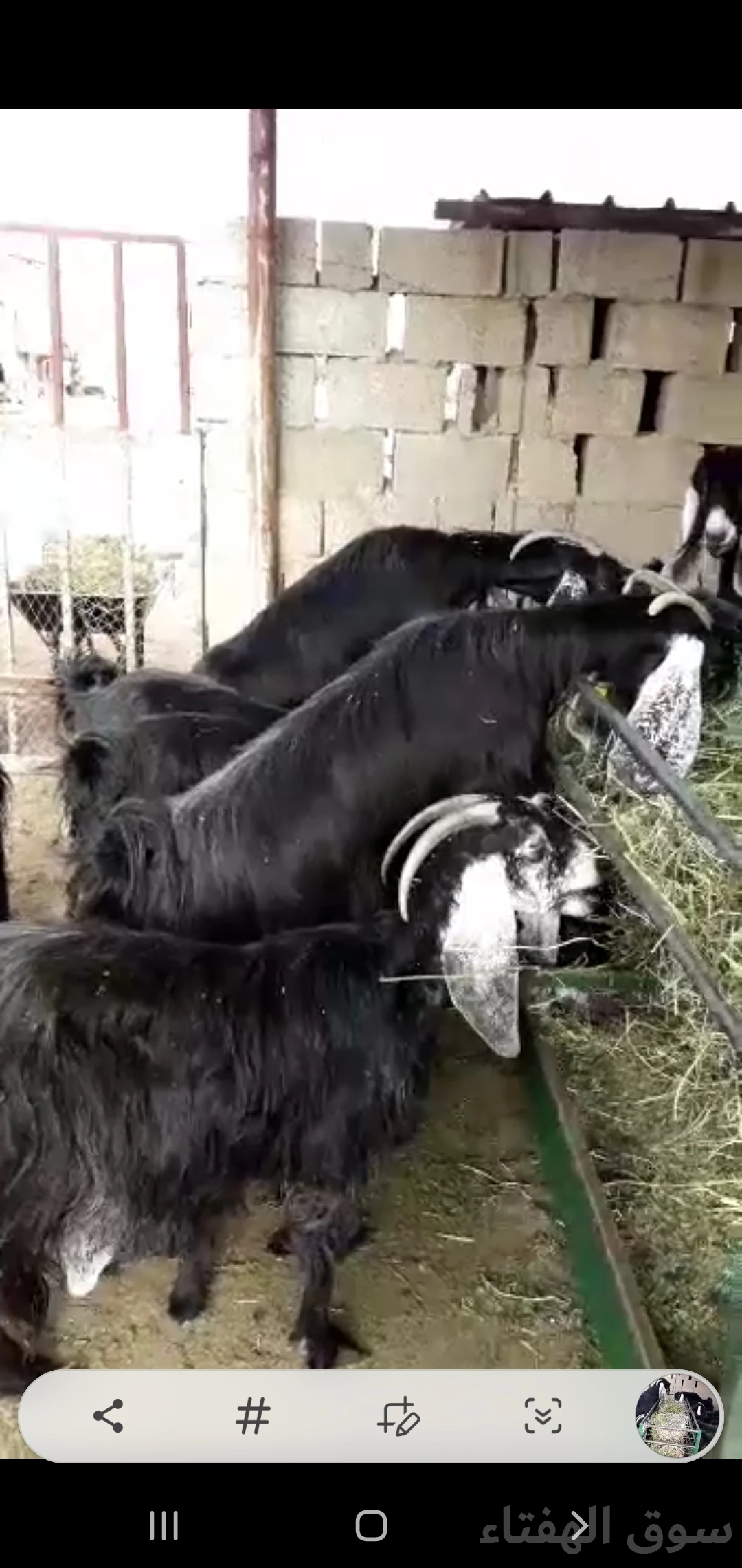 معزاء عوارض للبيع