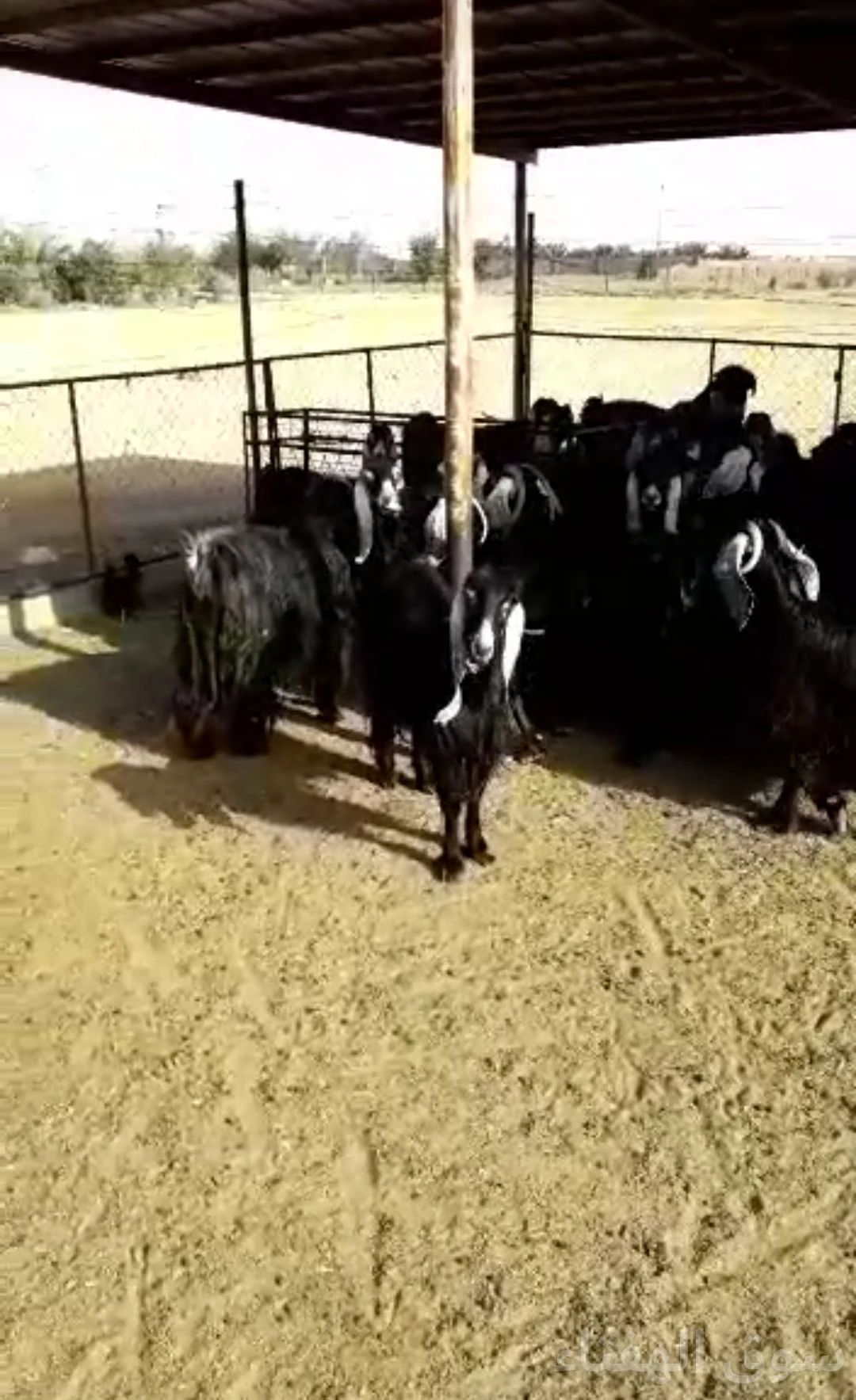 معزاء عوارض للبيع