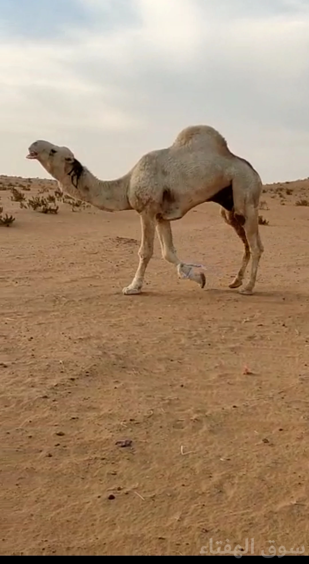 للبيع ابل مغاتير طيبه