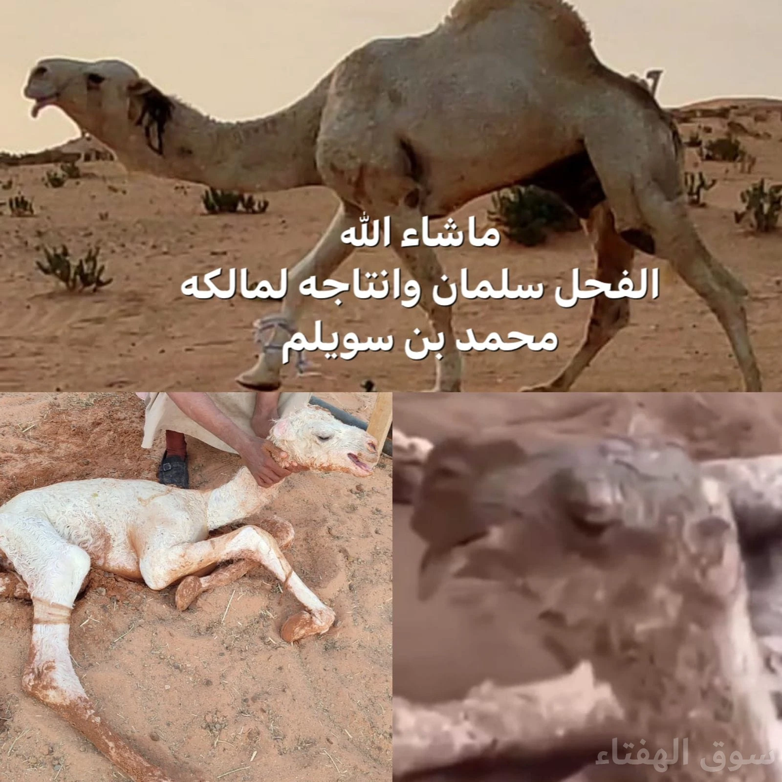 للبيع ابل مغاتير طيبه