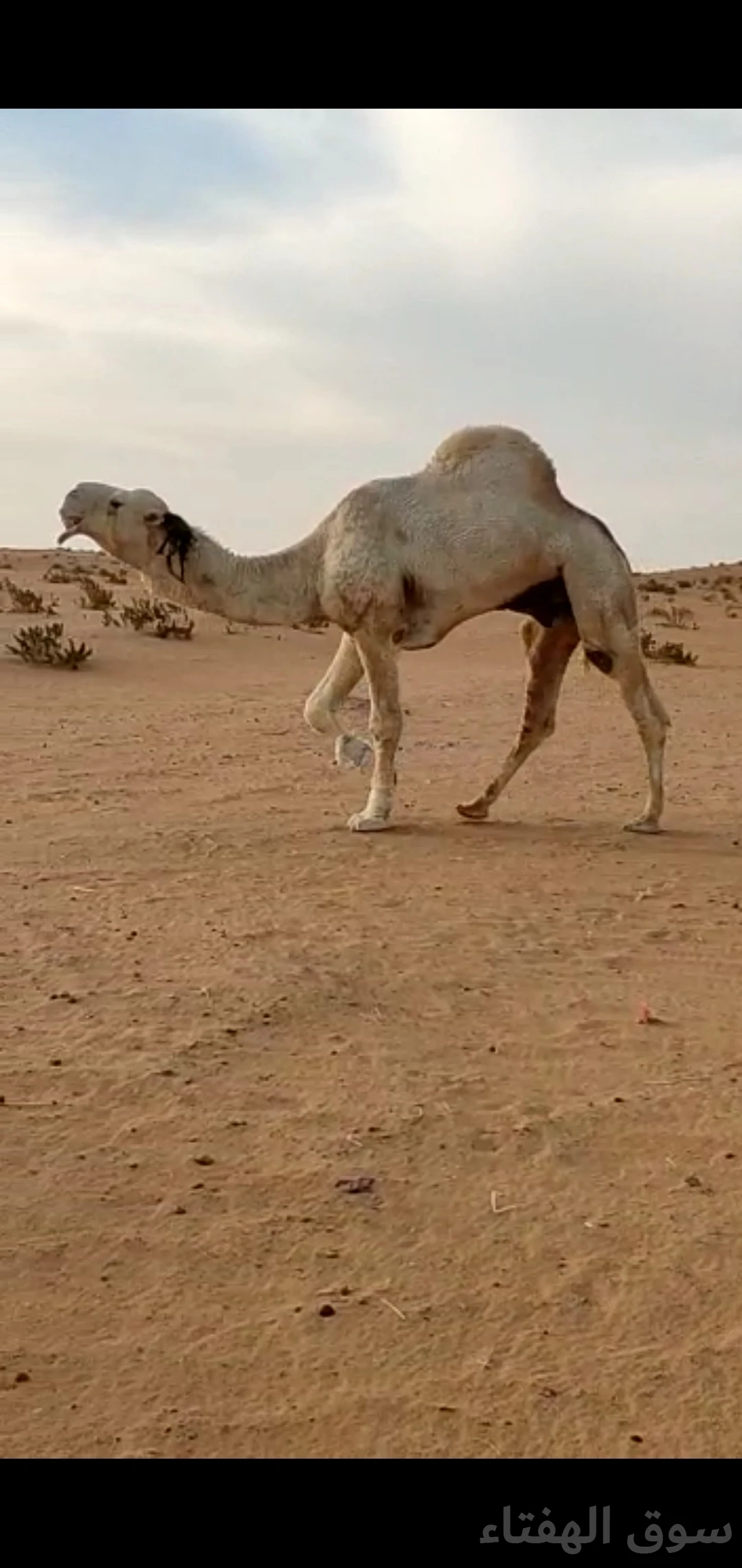 للبيع ابل مغاتير طيبه