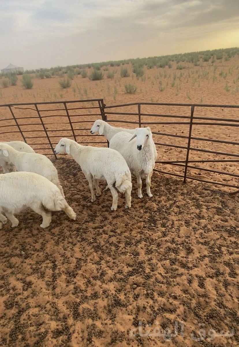 للبيع بهم حري عدد 38 ضحايا 20 خروف 18 رخله العمر من 4 اشهر الى 7 اشهر