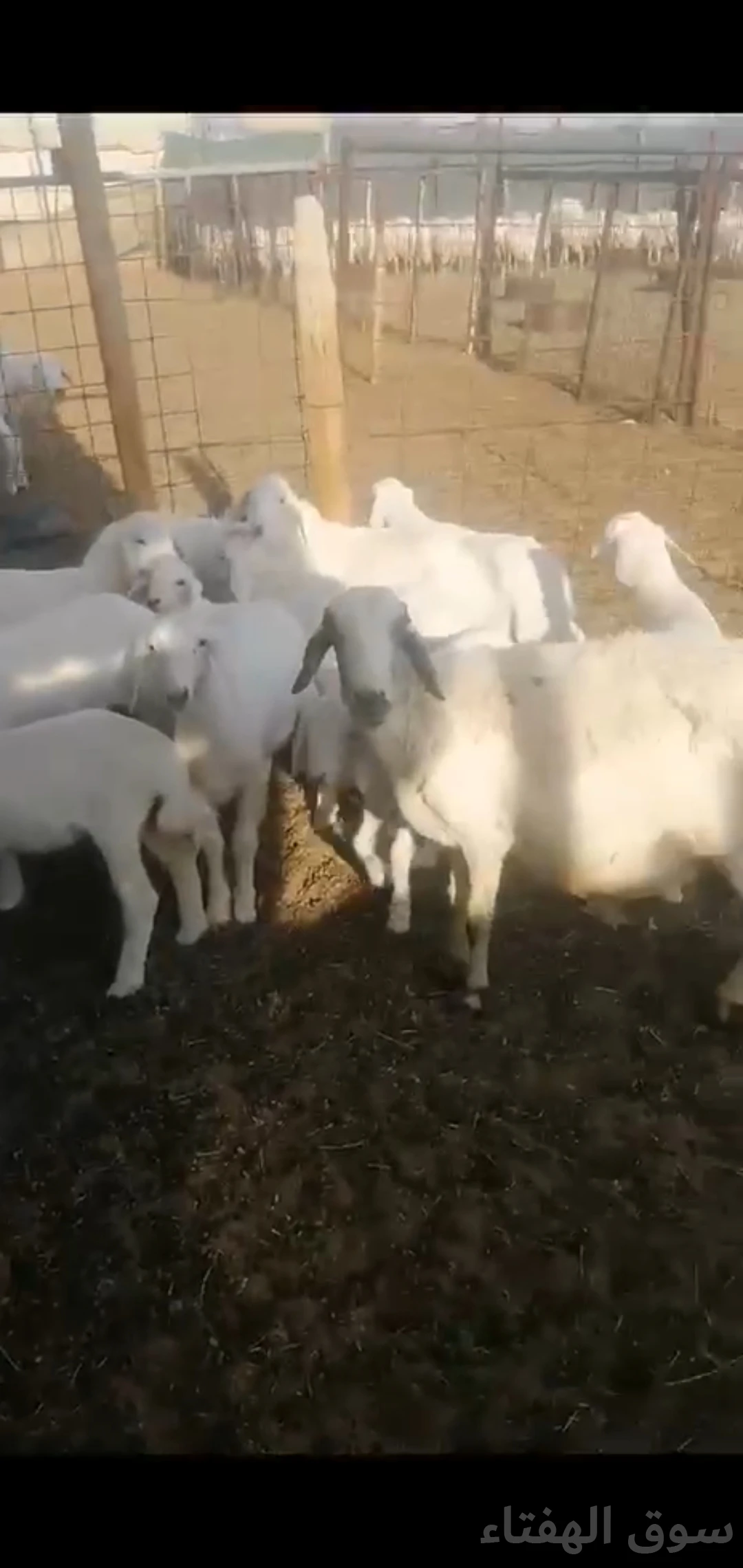 للبيع غنم حريه