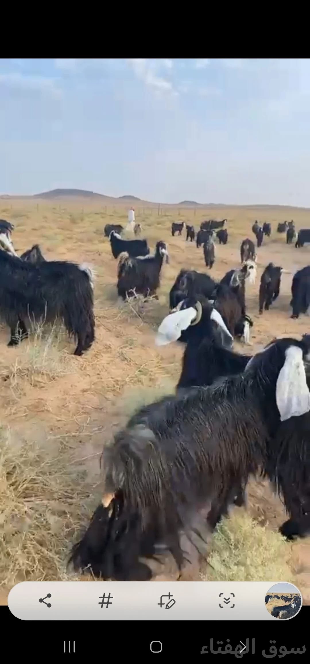 للبيع معزاء مراح عوارض