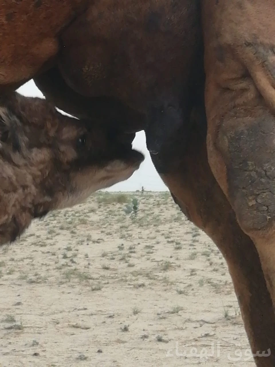 للبيع ناقه خلفه طيبه