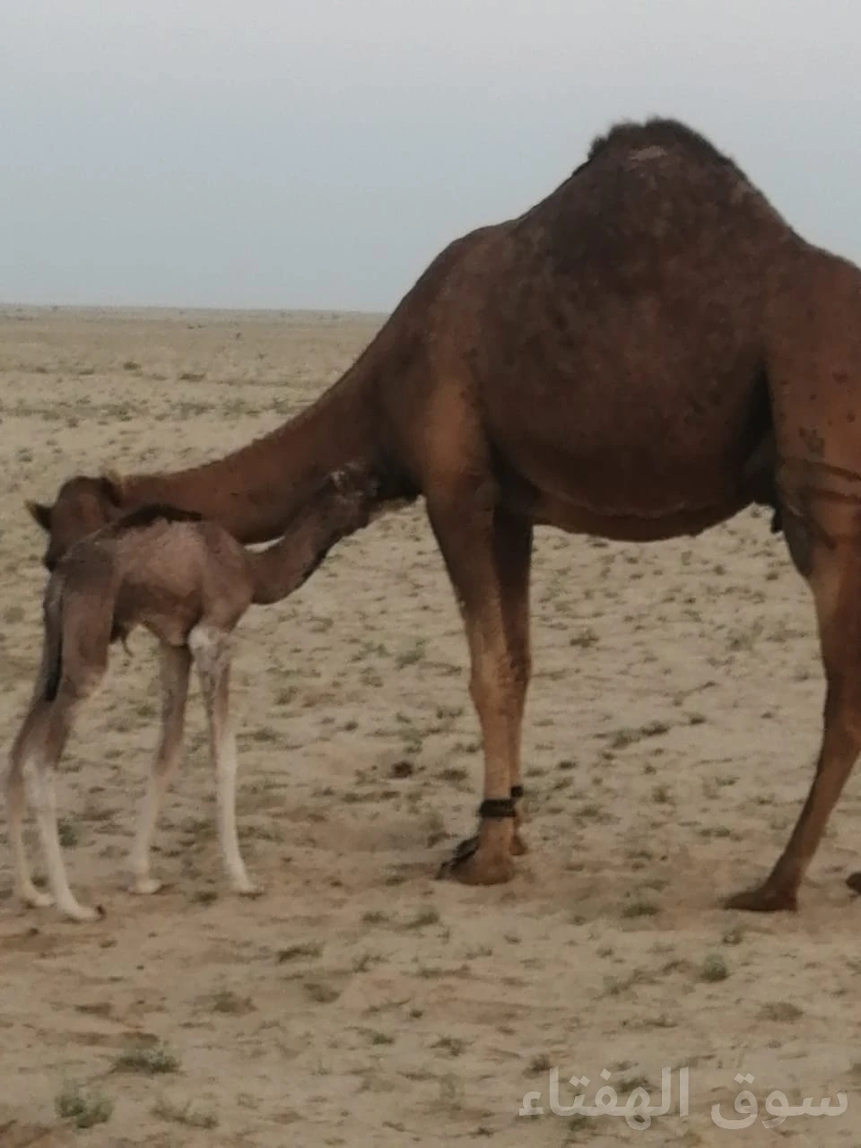 للبيع ناقه خلفه طيبه