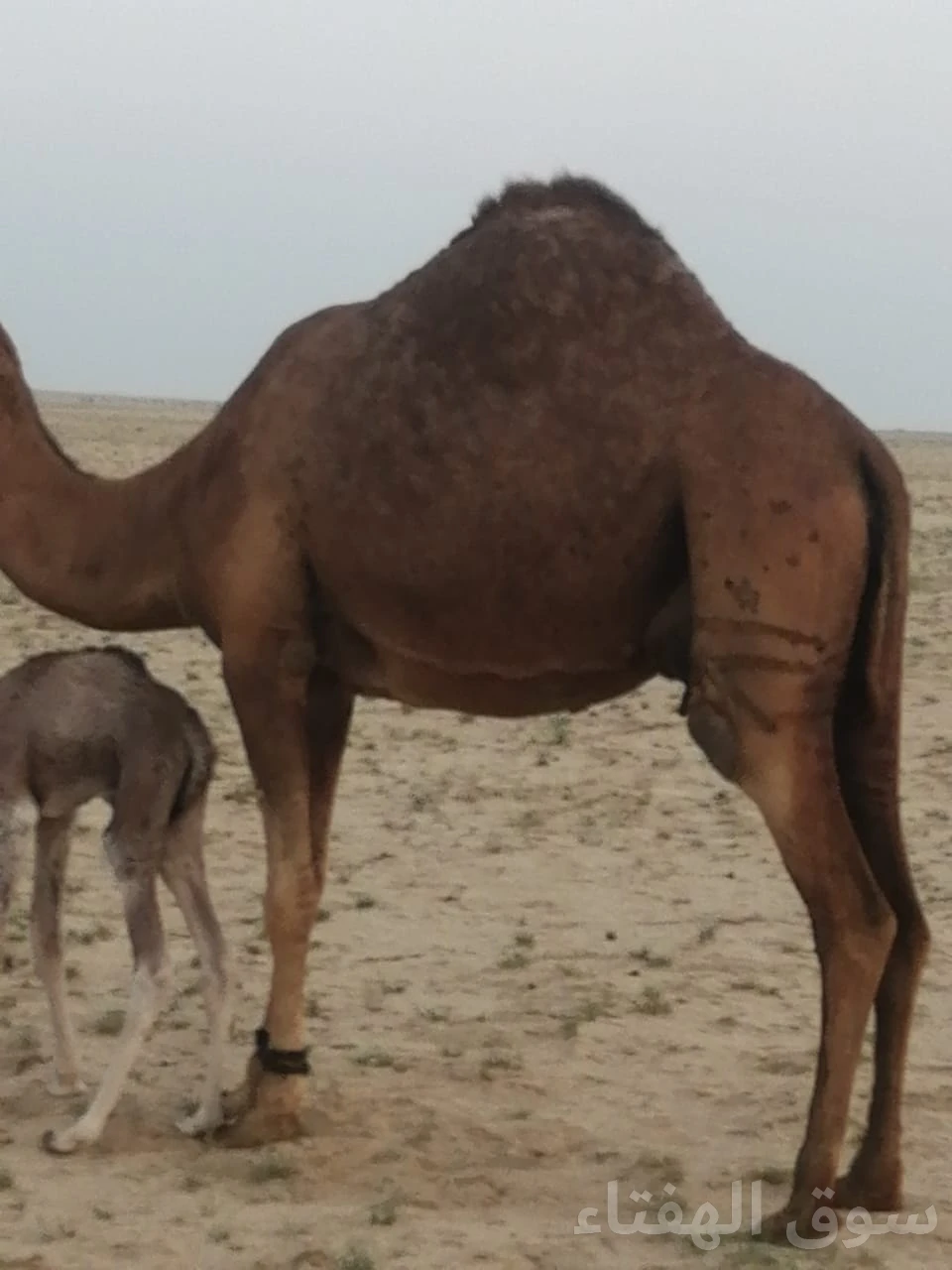 للبيع ناقه خلفه طيبه
