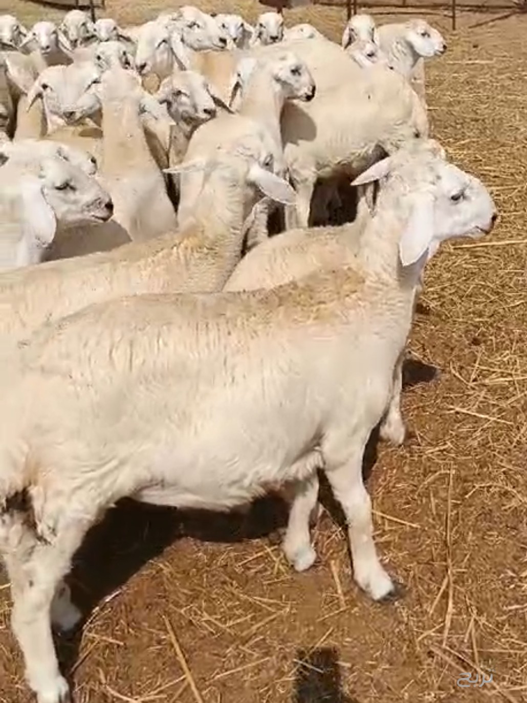 بهم حري للبيع العدد 44