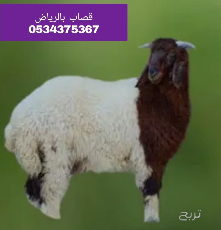 قصاب ماهر بالرياض 0534375367