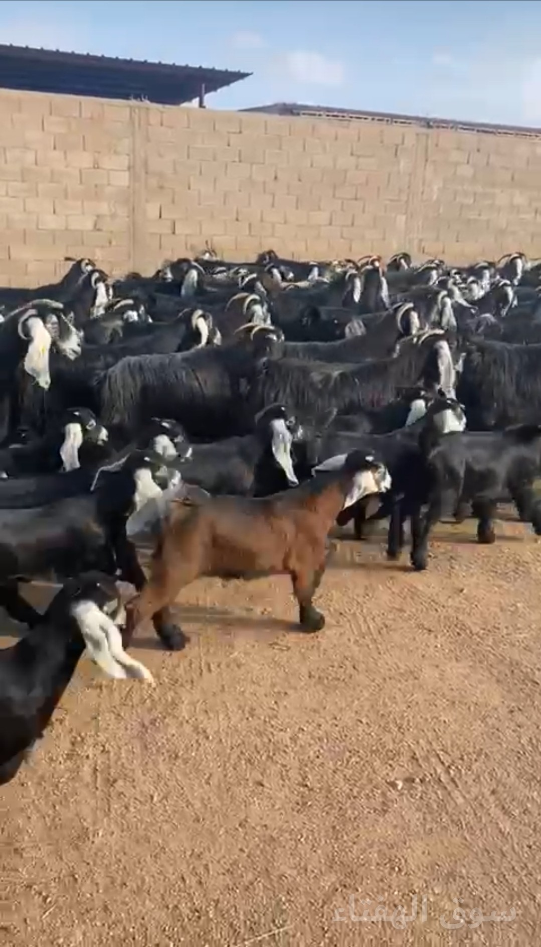 للبيع معزاء عوارض مطافيل