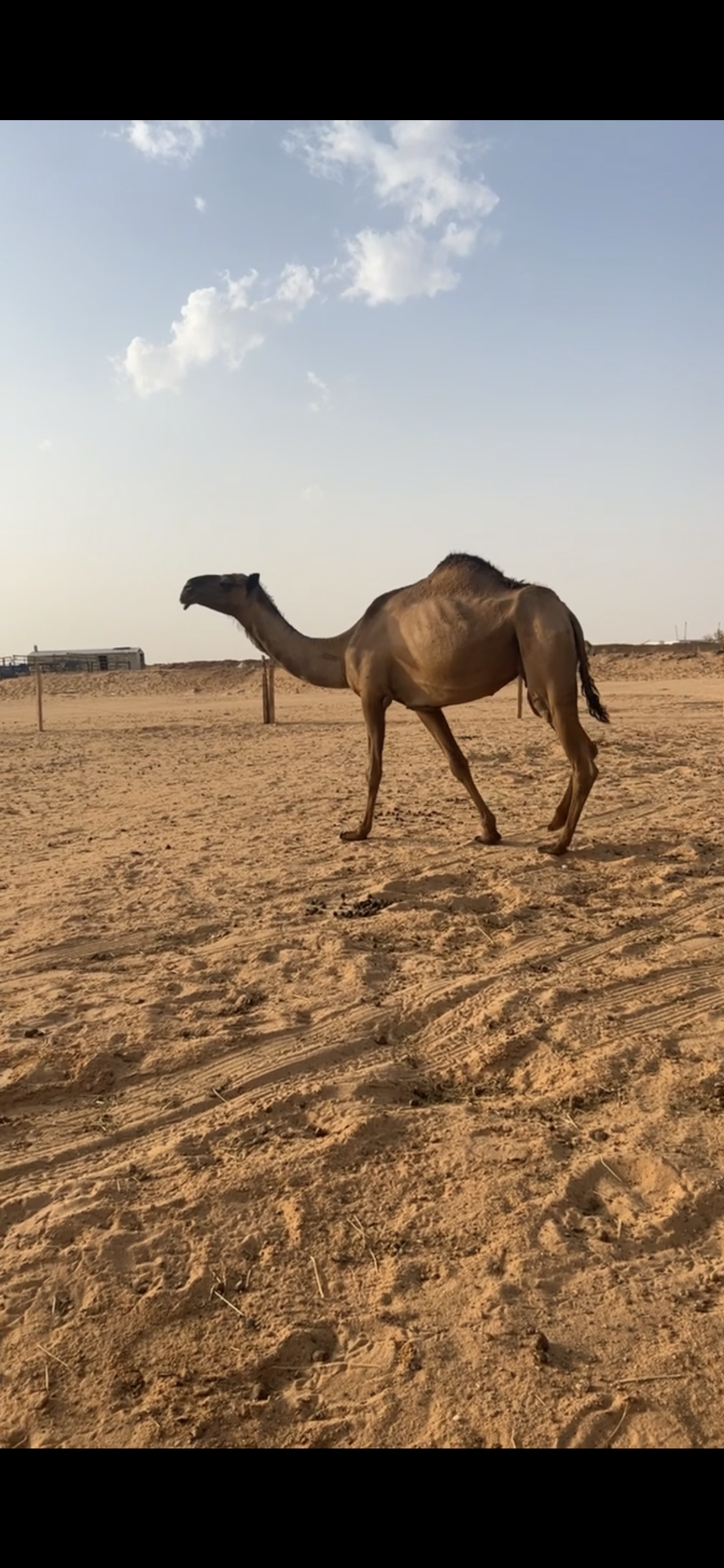 صفرا كفو ضروبه