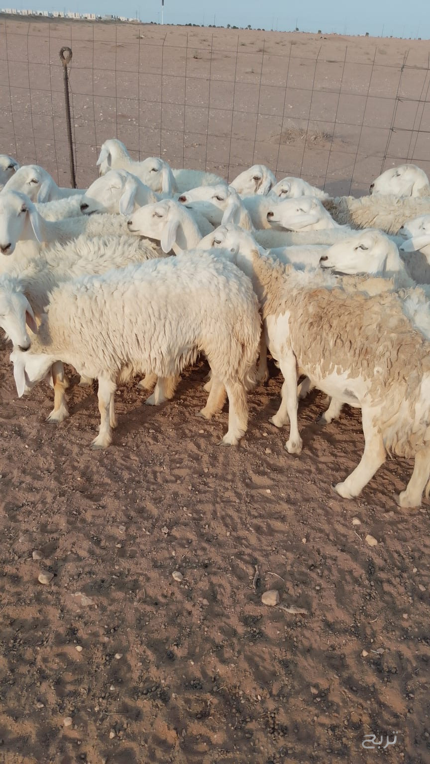 غنم حريات حرش