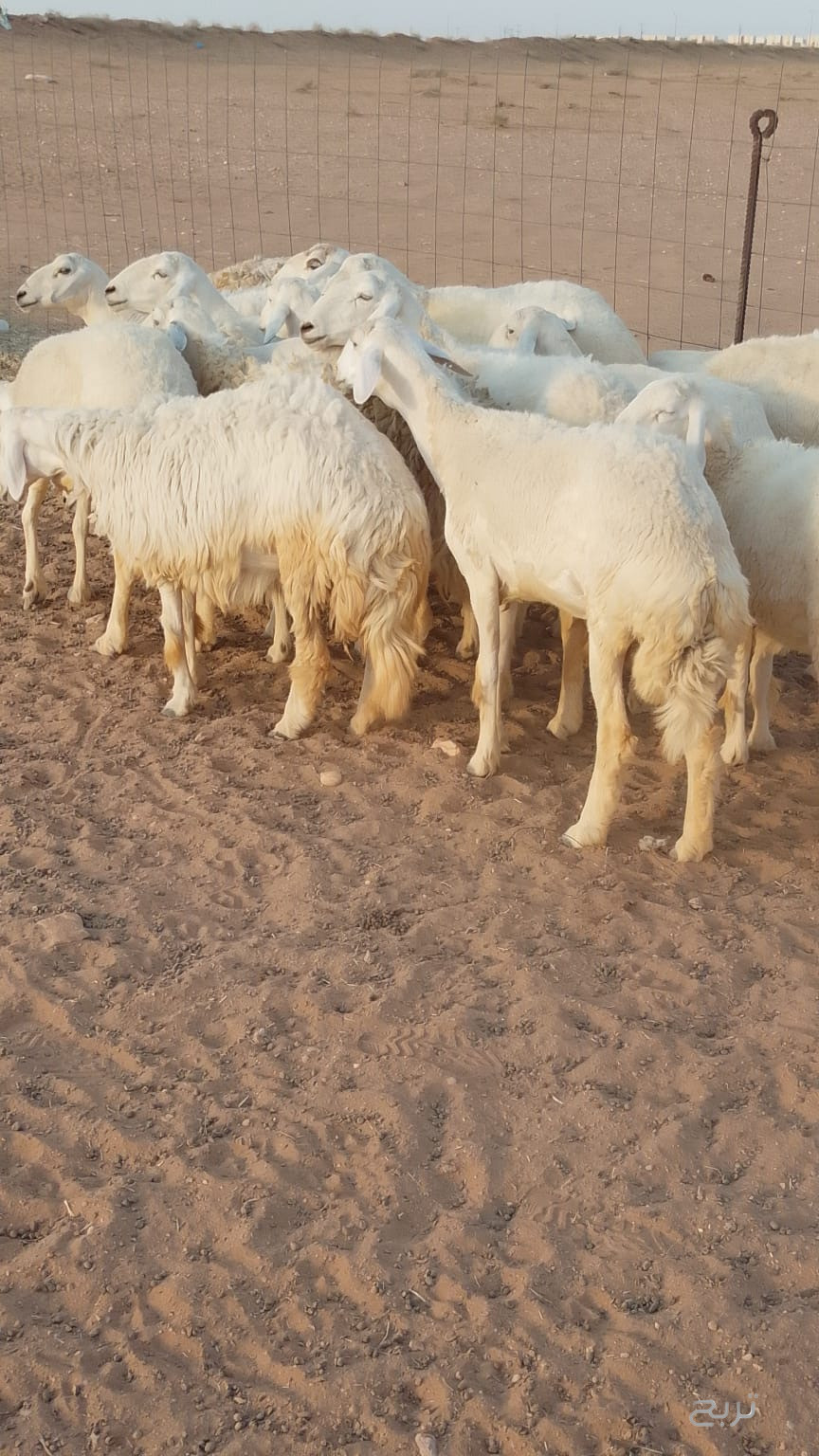 غنم حريات حرش