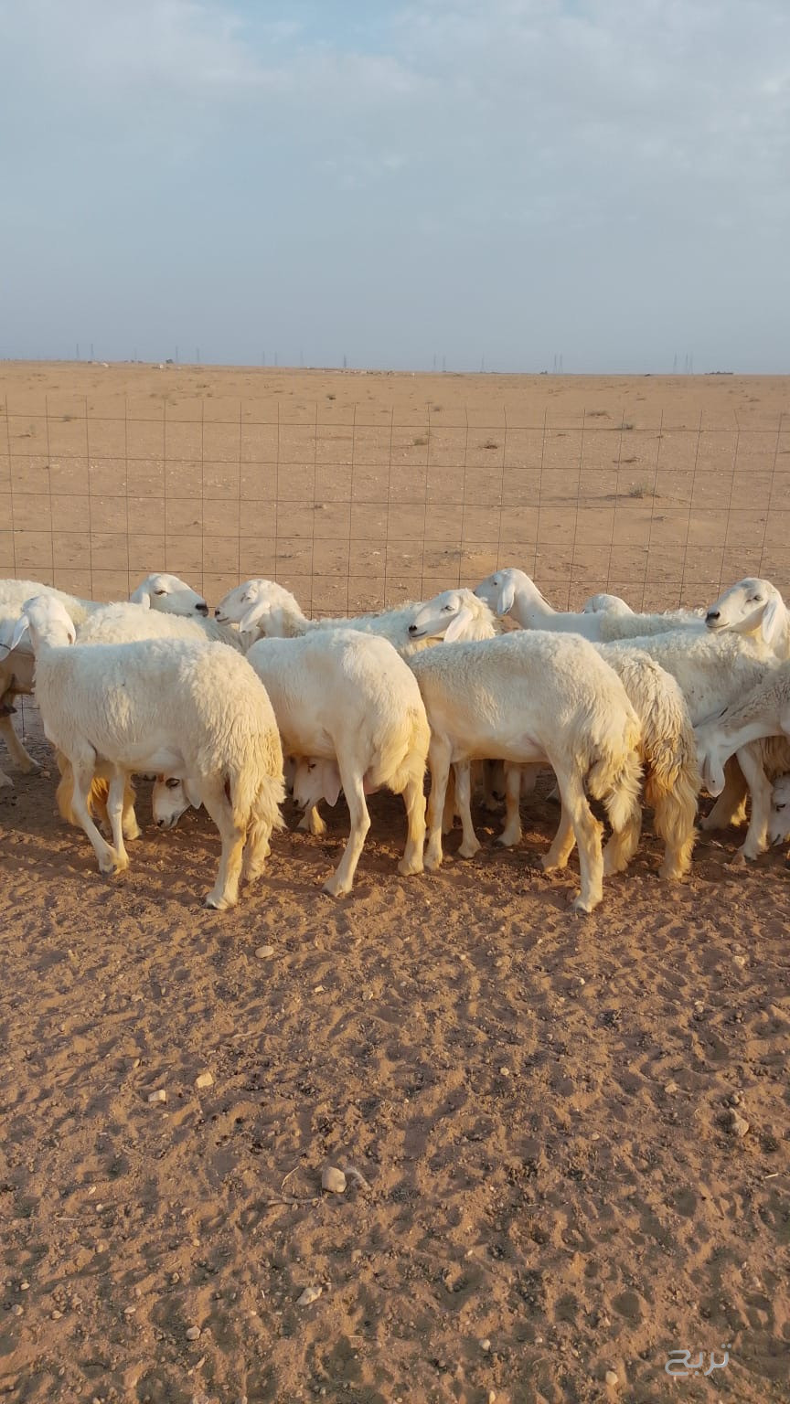 غنم حريات حرش