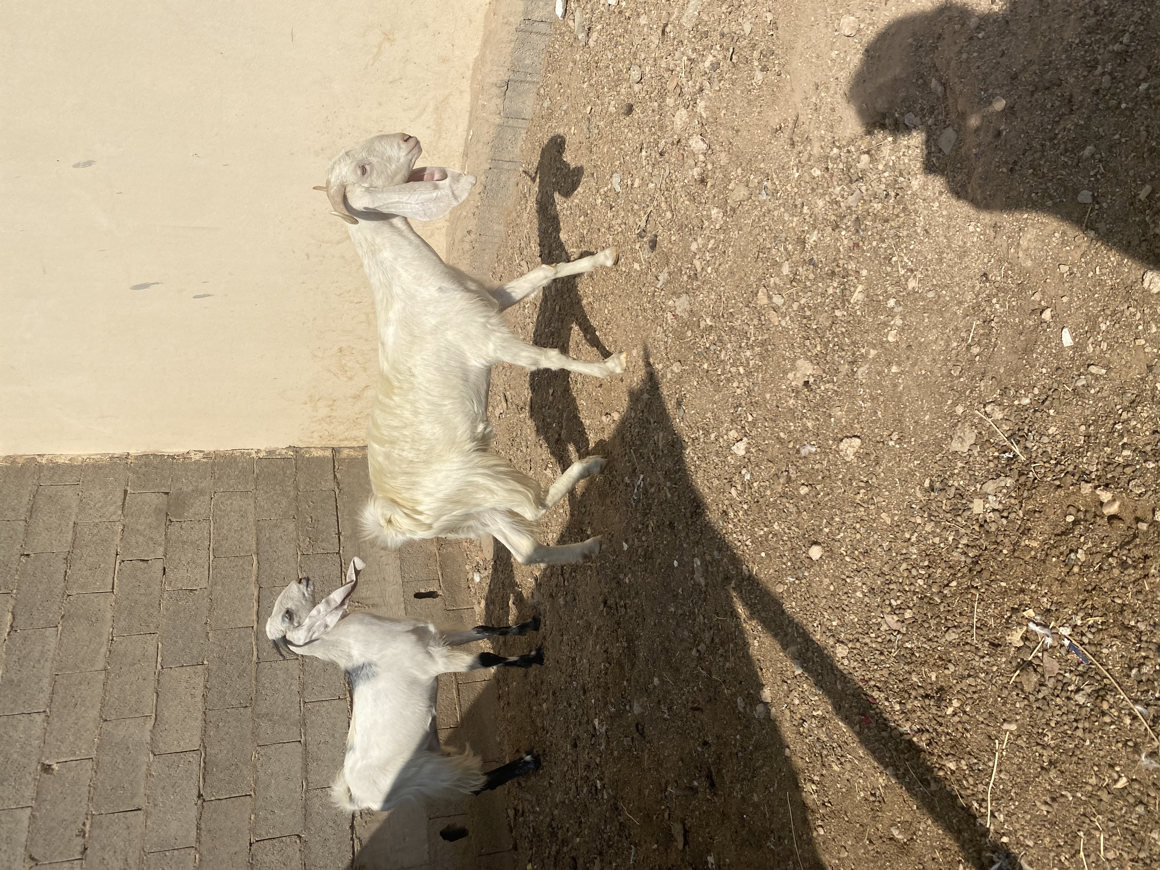 معزا