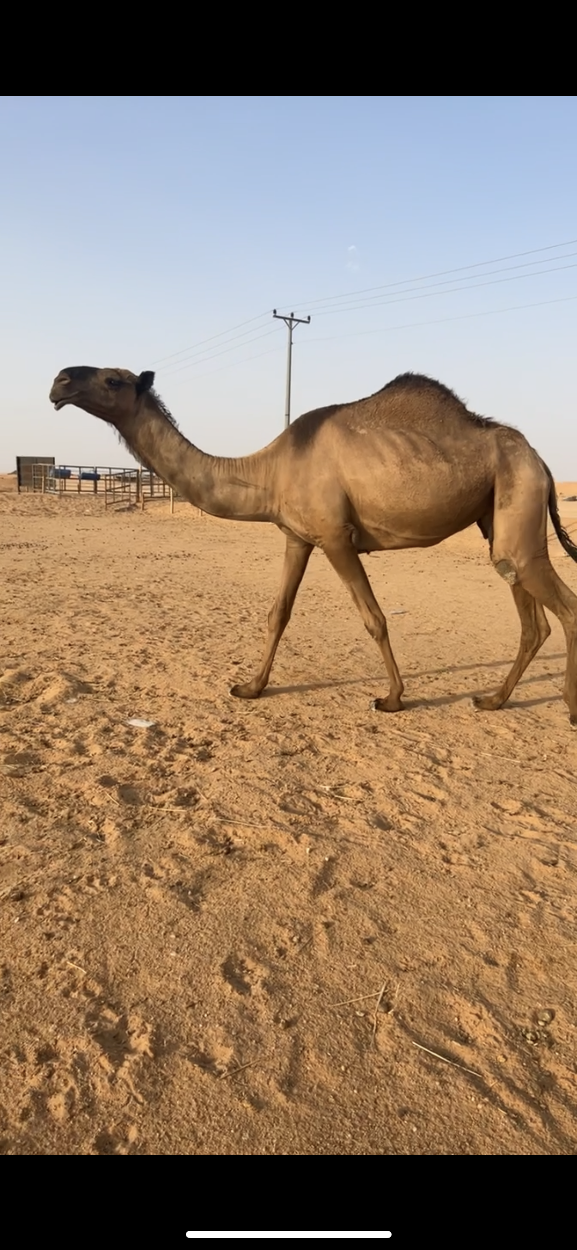 صفرا كفو ضروبه