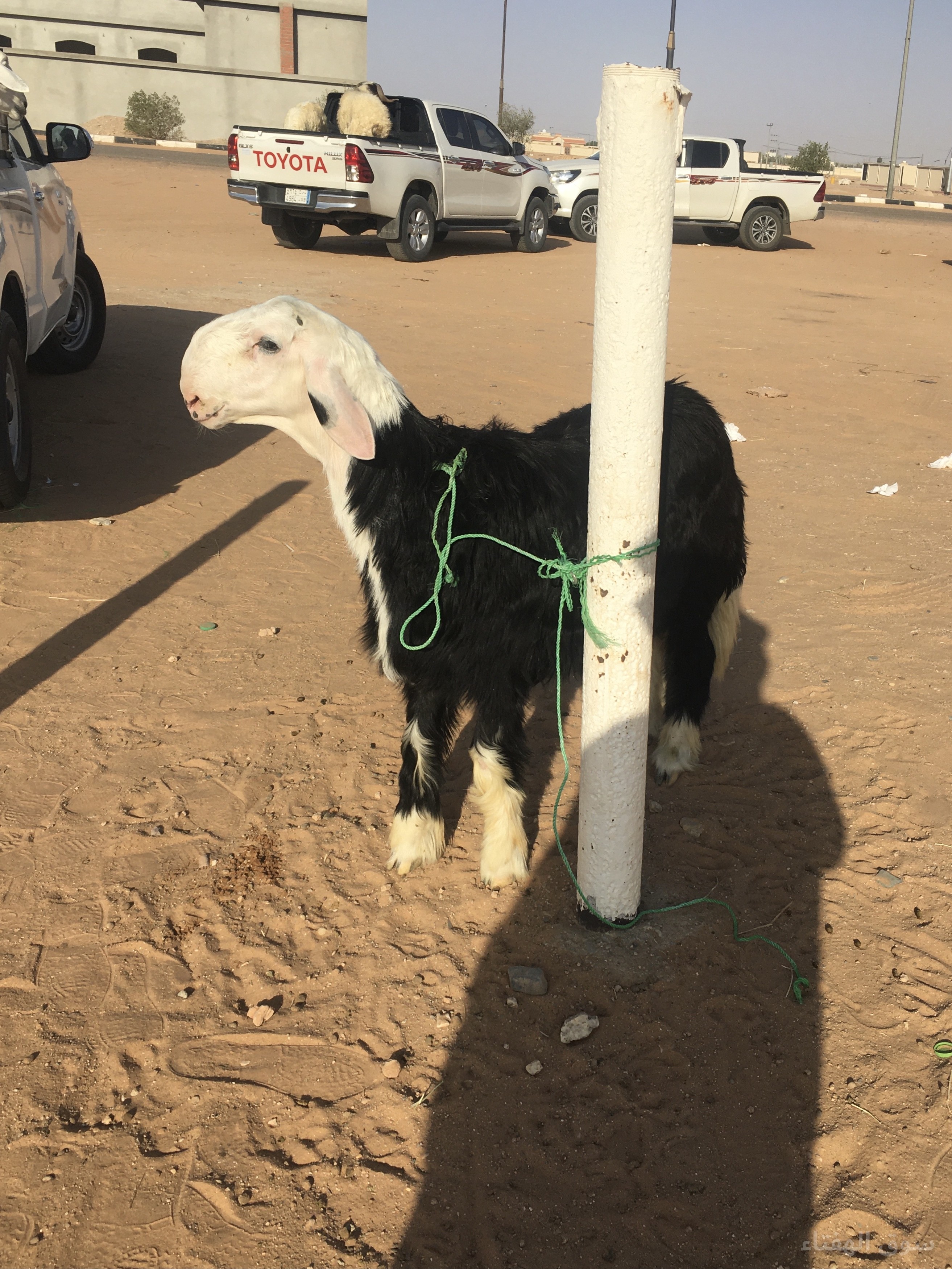مشروع فحل نجدي خصم