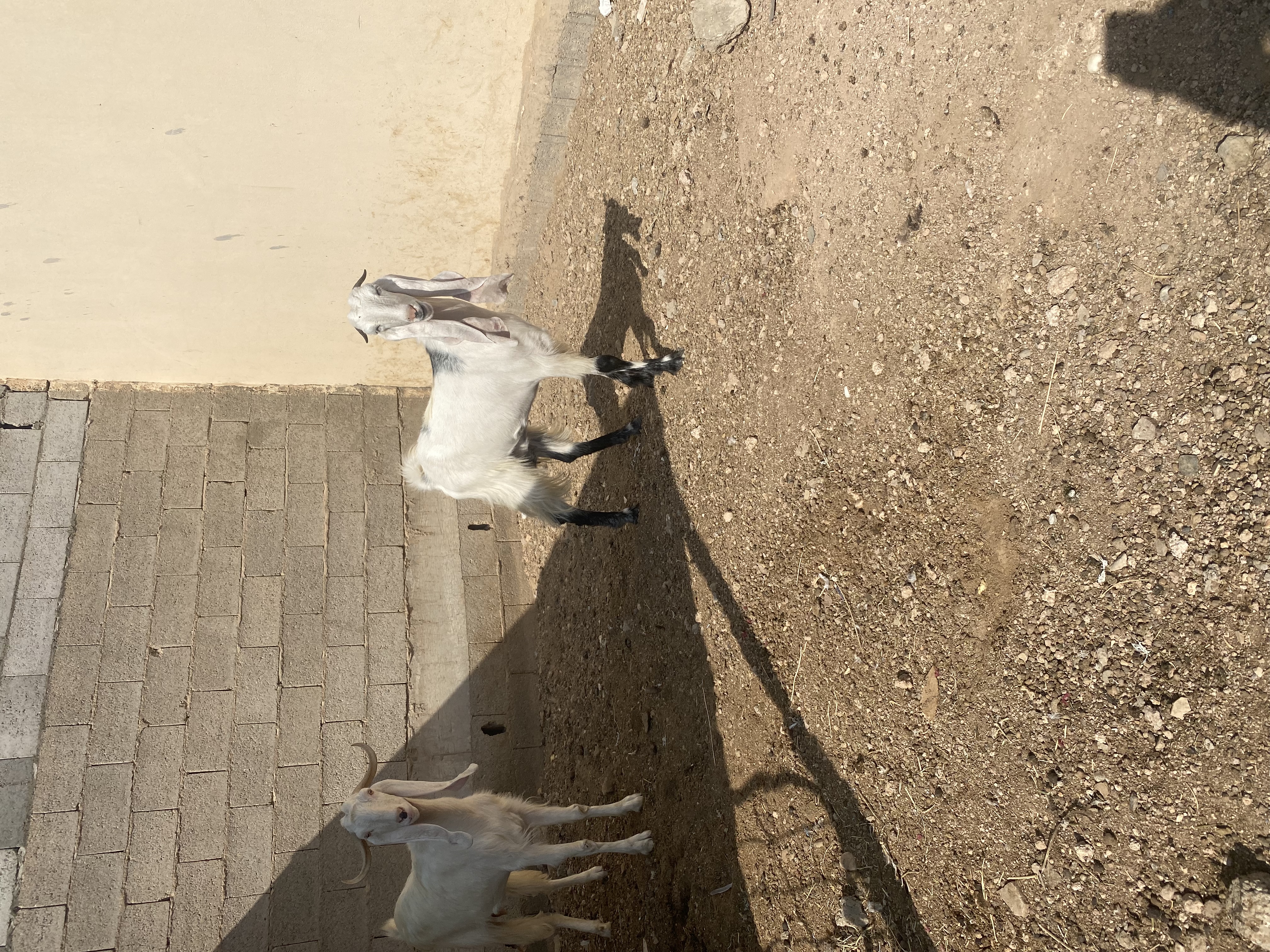 معزا