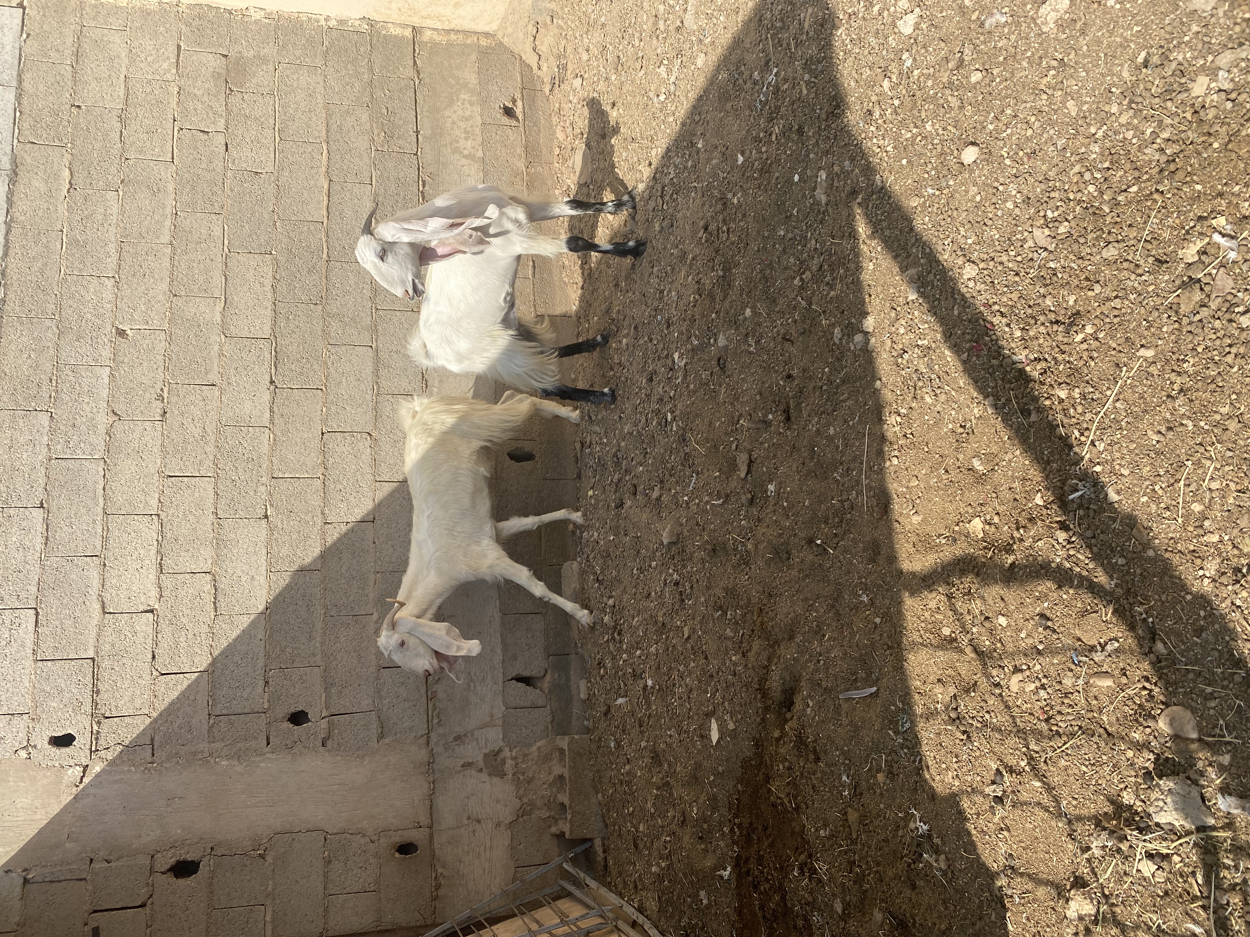 معزا