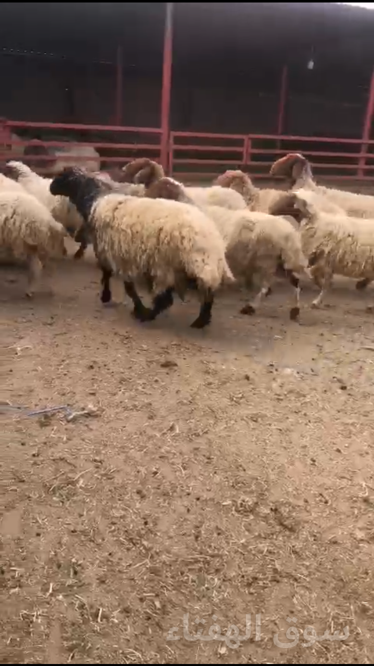نعيم حيل