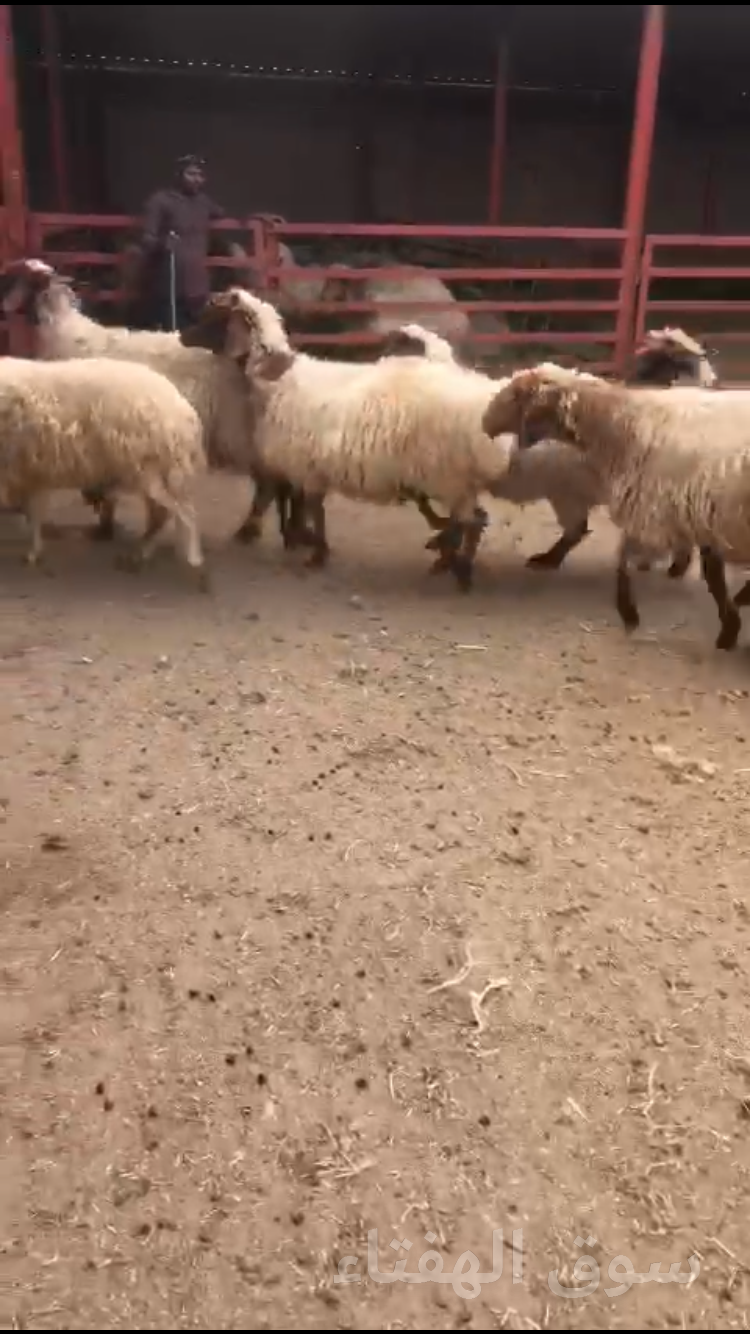نعيم حيل