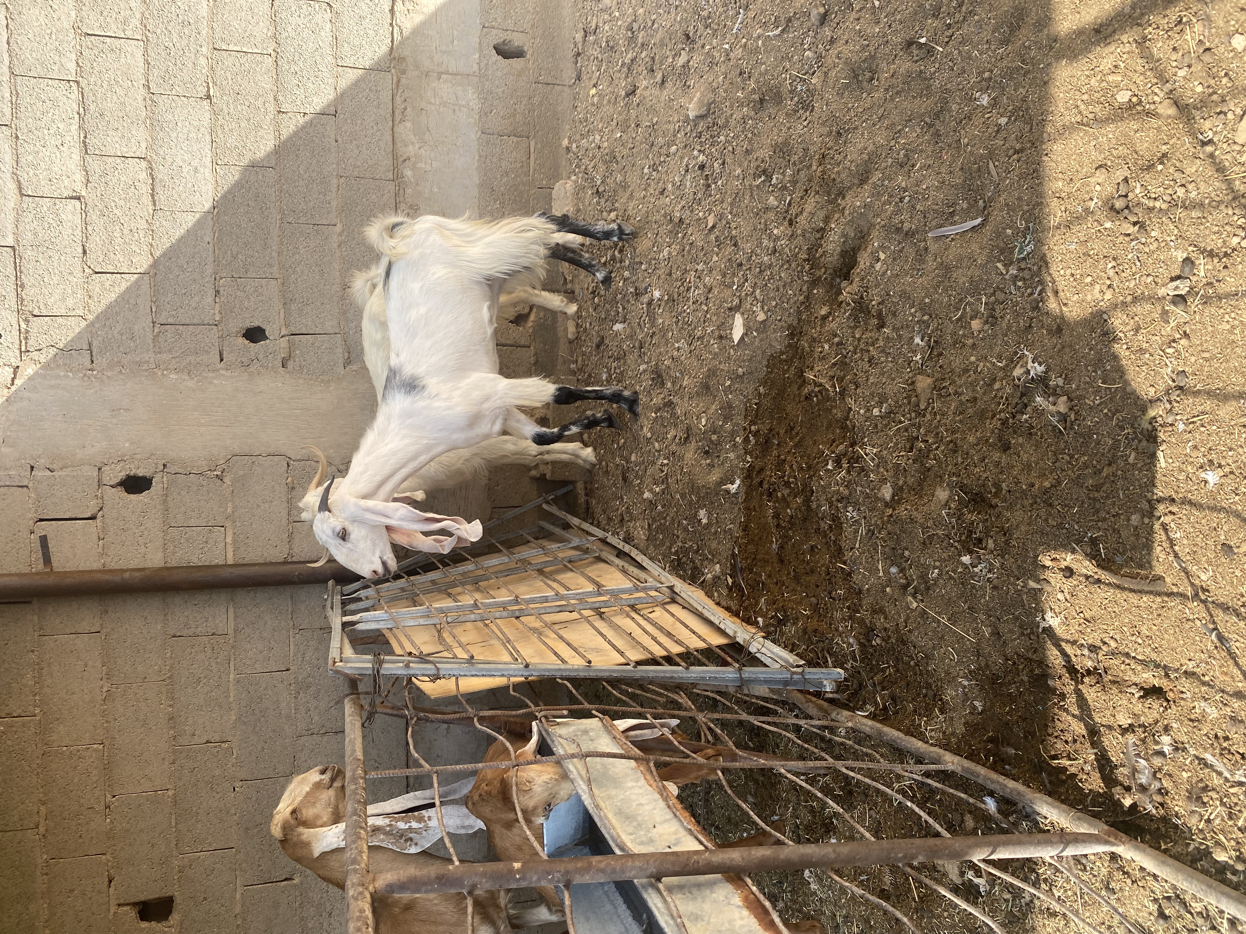 معزا