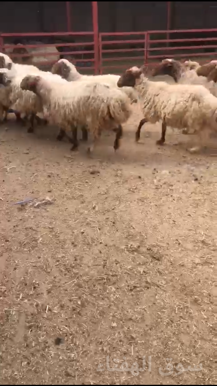 نعيم حيل