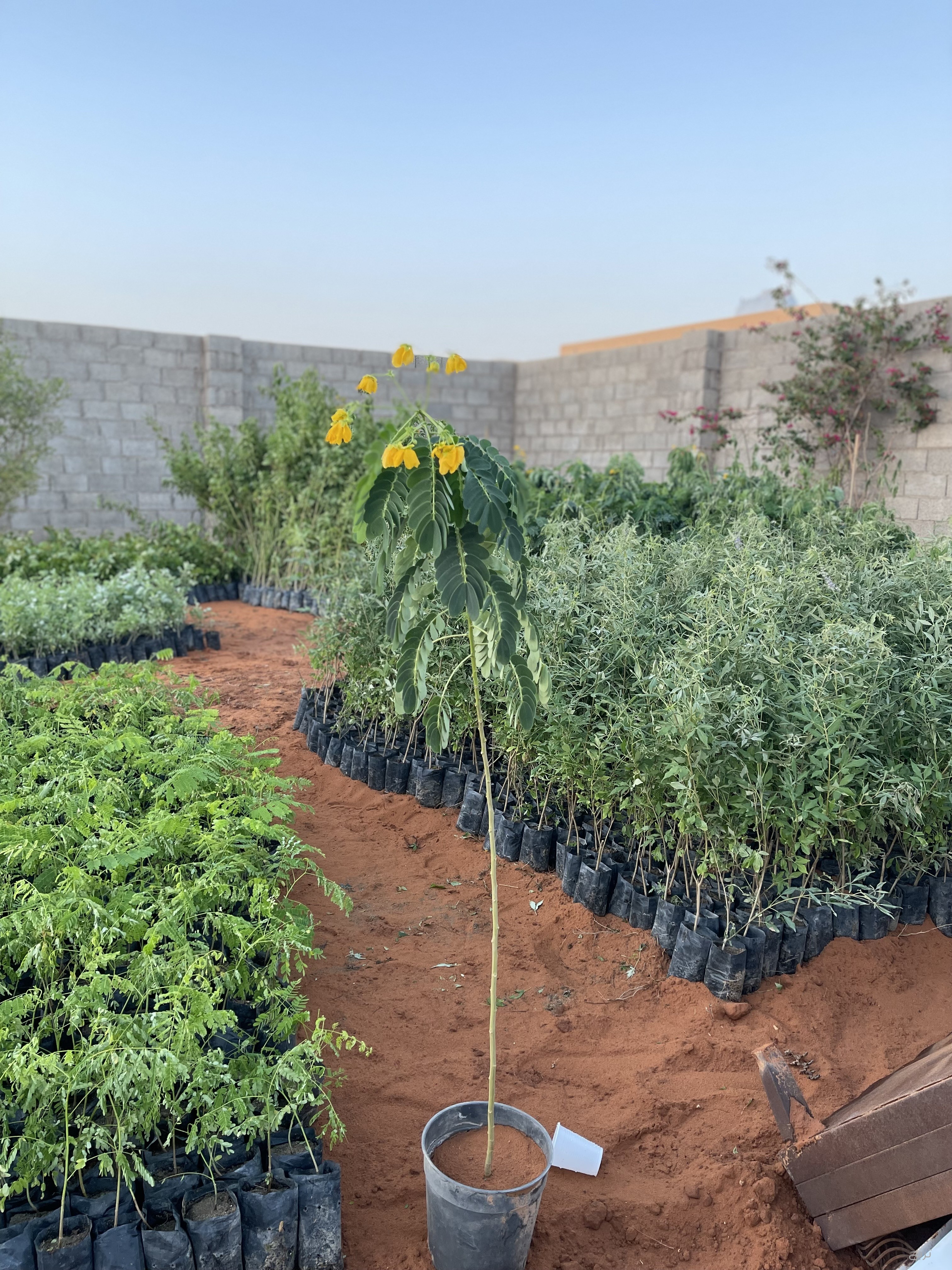 شتلات ظل وزينه بسعر الجملة