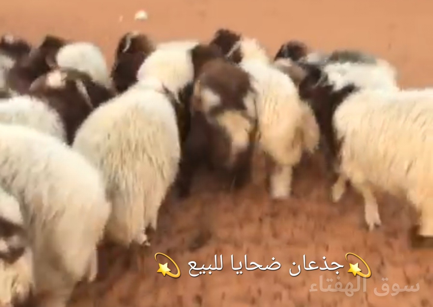 💫جذعان ضحايا للبيع 💫