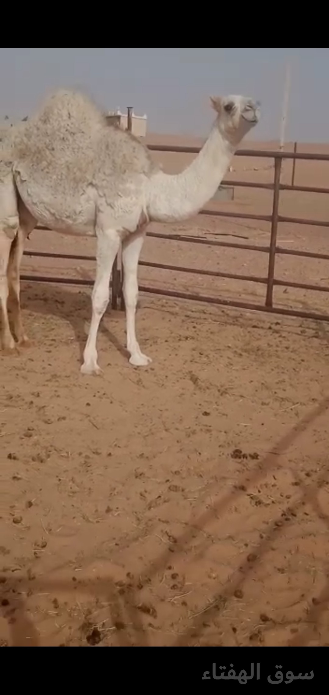 للبيع خلفه مجهم