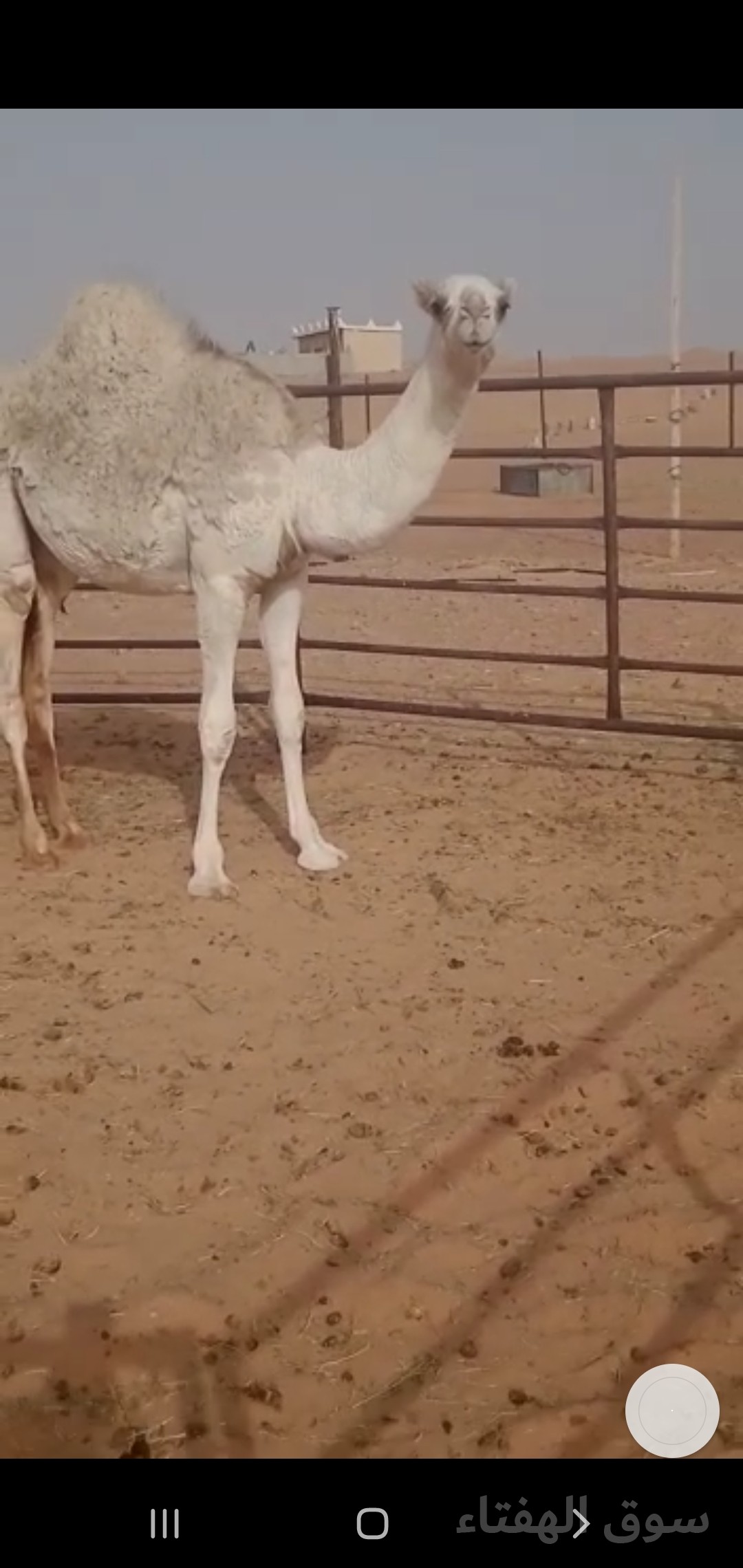 للبيع خلفه مجهم