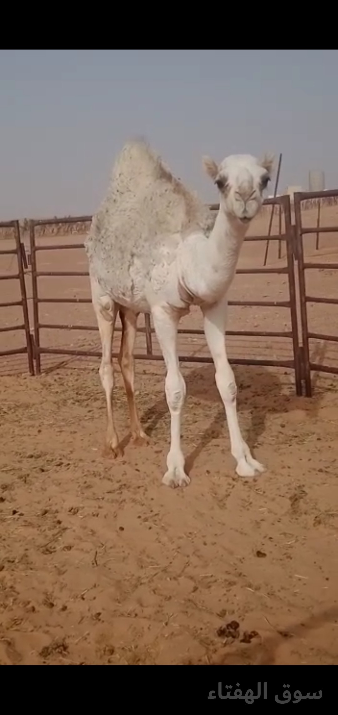 للبيع خلفه مجهم