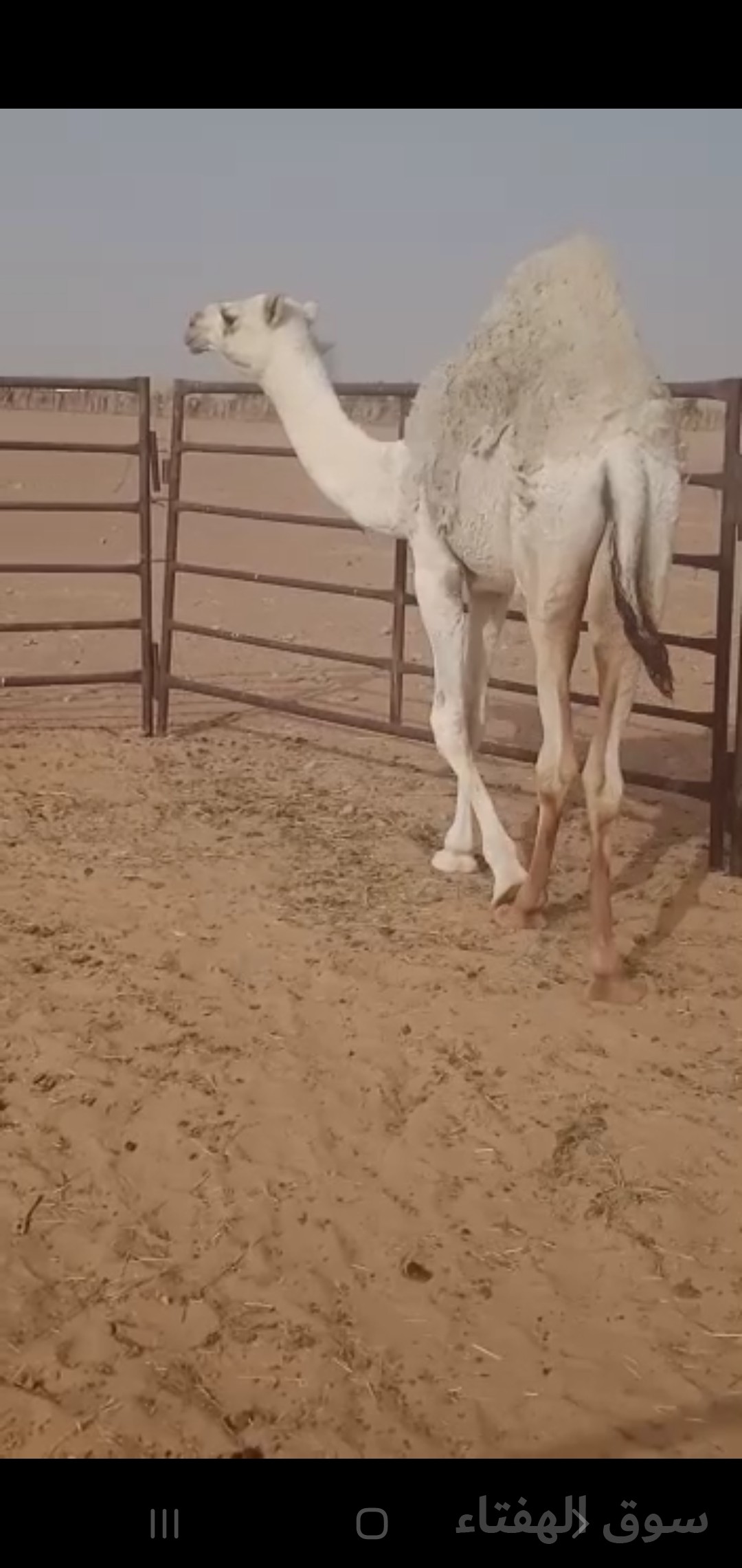 للبيع خلفه مجهم